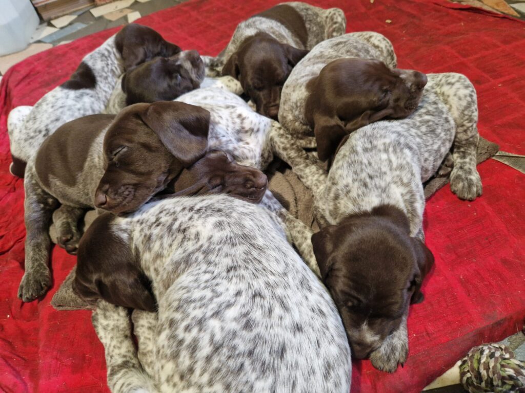 Image #2 from zsellergyuri