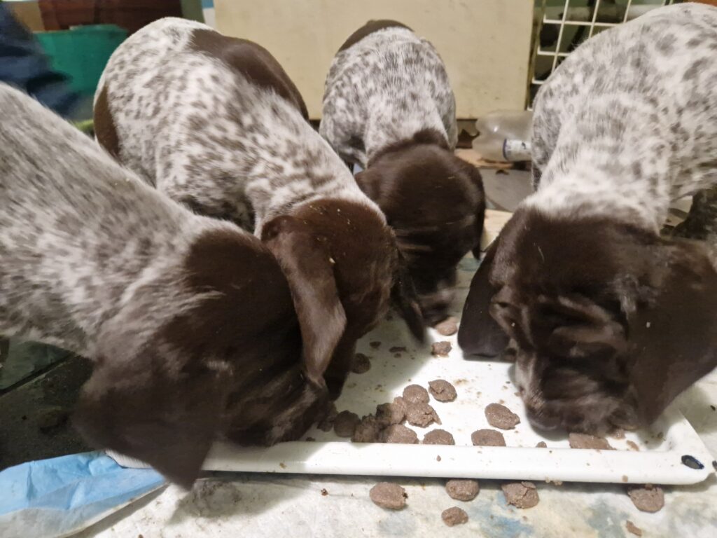 Image #1 from zsellergyuri