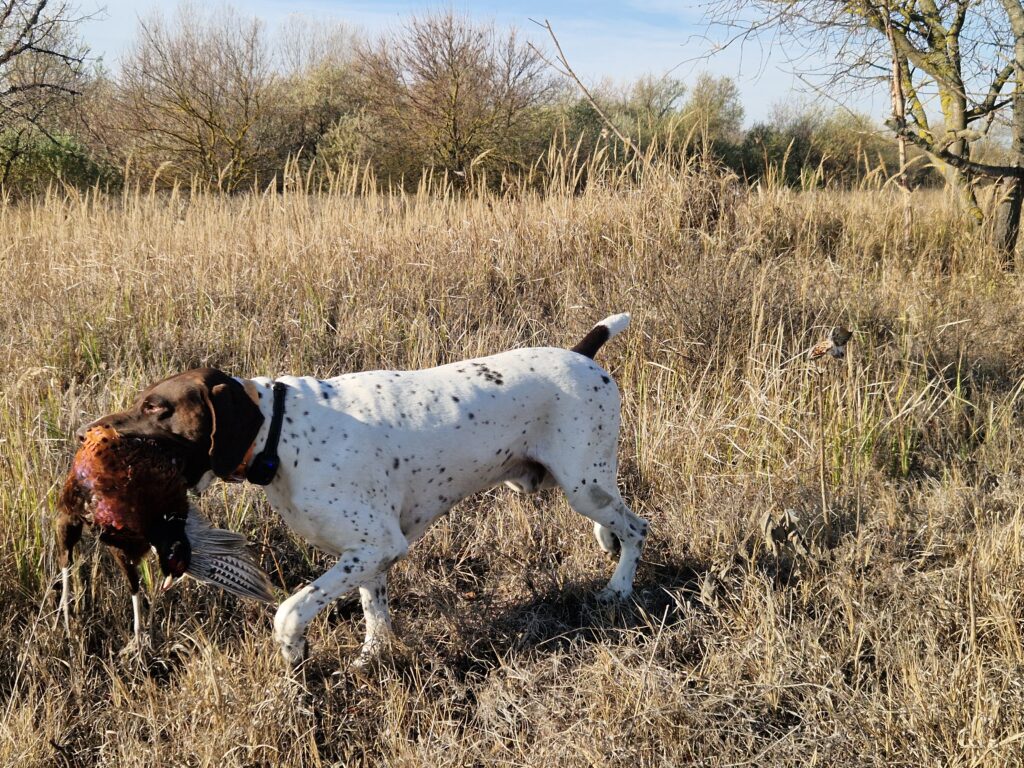 Image #1 from zsellergyuri